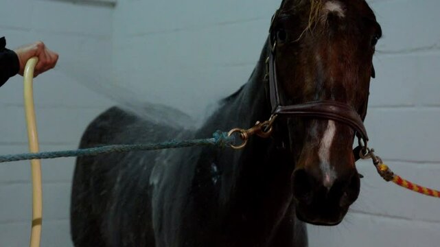 vid&eacute;o en slow motion, d'un cheval se faisant toiletter &agrave; l'aide d'un jet d'eau apr&egrave;s sa course hippique
