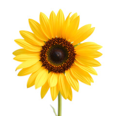 Bright yellow sunflower with rich brown center against a clean white background, photography of botanical concept.