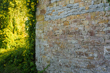 Enredadera de flores amarillas en muro de piedra antiguo