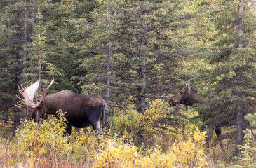 Bull and Cow Alaska Yukon Moose in the rut in Autumn in Denali National Park Alaska