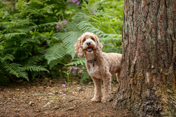 Cockapoo dog at Virginia Water Lake in Berkshire