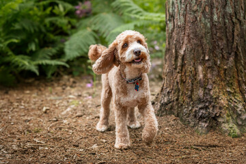 Cockapoo dog at Virginia Water Lake in Berkshire