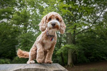 Cockapoo dog at Virginia Water Lake in Berkshire