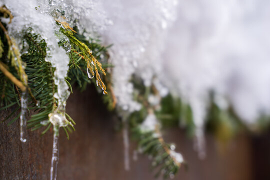 Background of a lovely moment of snow falling on christmas decoration and pine trees. Snow frost crammed on pine pruce. A nice setting to welcome marriage life in winter, Christmas, New Year