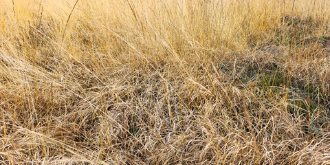 Dry field grass in the autumn. Wild Grass with Copy Space. Dry yellow grass with copy space. Blur abstract grass like background texture. Horizontal photography, frame.