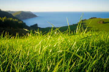 Hojas de  de hierba verde y horizonte de mar azul en litoral asturiano 