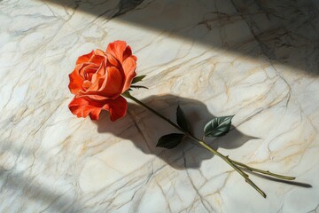 A single red rose lying on a marble surface with soft shadows