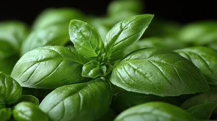 Fresh basil leaves showcase their vibrant green color at a vegetable market