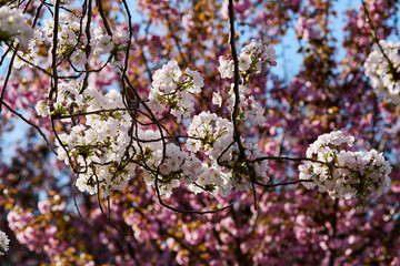 White cherry blossoms on branches with vibrant pink background blooms