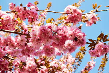 Pink cherry blossoms blooming under a bright blue spring sky