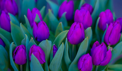 Fototapeta premium Pink spring flowers tulips. Spring background for Easter or Valentines Day. Beautiful bouquet of tulips in spring with blurred background. Bright purple color of blossom tulips. Violet Spring flower.
