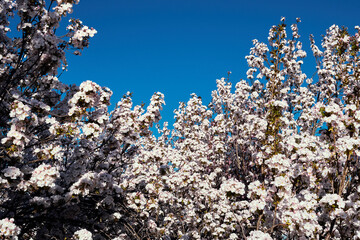 White cherry blossoms on branches against a deep blue sky