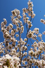 White cherry blossoms on branches against a deep blue sky