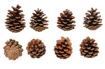 Pine cones set isolated on white background