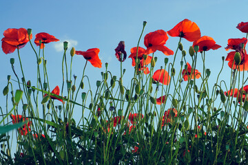 poppies in the field