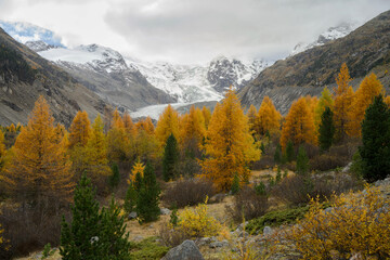 Golden larch trees in autumn, set in the Swiss Engadin region near Morteratsch Valley, with the Bernina Group mountains in the background.