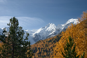 Golden larch trees in autumn, set in the Swiss Engadin region near Morteratsch Valley, with the Bernina Group mountains in the background.