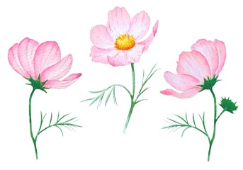 Watercolor images of delicate pink cosmos flowers with thin green stems and leaves on a white background. Great for spring design and decor, cards, prints.