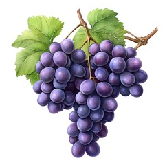 Fototapeta premium Fresh Grapes on the Vine: A cluster of plump, ripe red grapes hangs on a vine, their glistening surfaces reflecting the light. The vibrant green leaves add a touch of freshness to the scene. 