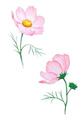 Obraz premium Watercolor illustration of delicate pink cosmos flowers with thin green stems and leaves on a white background. Great for spring design and decor, cards, prints.