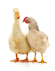 Duck and chicken.