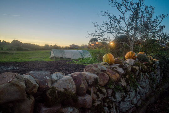 Calabazas sobre murete de piedra en parcela de pasto en Asturias