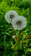 dandelion in grass