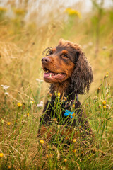 Working Cocker Spaniel having fun at a golf course in the long grass meadow