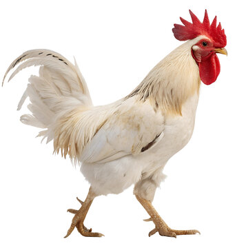 Walking White Rooster on a Farm isolated on transparent background cutout, Png, Cutout