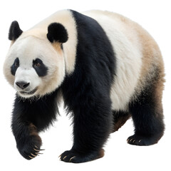 Obraz premium Realistic Panda Bear isolated on transparent background cutout, Png, Cutout