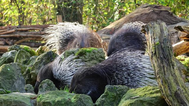 The Indian crested Porcupine, Hystrix indica or Indian porcupine is a large species of hystricomorph rodent belonging to the Old World porcupine family, Hystricidae