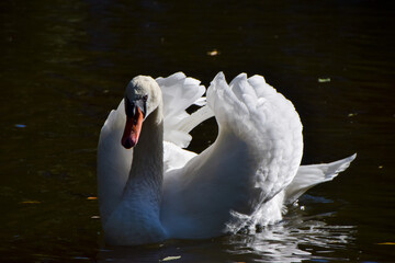 A mute swan swims in a park lake