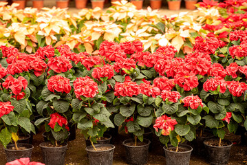 flor de noche buena, plantas, rojo, navidad, flor, f&aacute;brica, pote, florecer, naturaleza, rosa, flor, hojas, florecer, aislada, flor de pascua, decoraciones