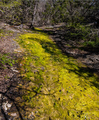 Small Creek Filled With Green Algae, Mother Neff State Park, Moody, Texas , USA