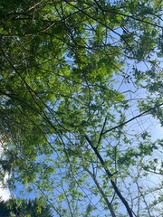 leaves against sky