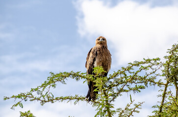 An eagle sits on a tree in the Serengeti National Park in Tanzania, Africa.