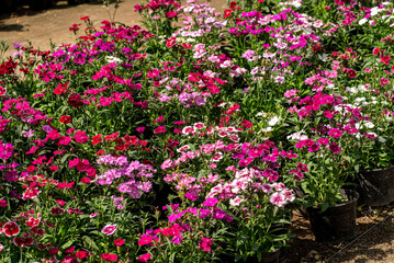 flor, flor, huerta, rosa, naturaleza, f&aacute;brica, florecer, florecer, verano, morada, primavera, flora, aparcar, rojo, hojas, floraci&oacute;n, color, beldad