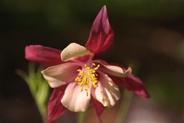 Obraz premium Aquilegia sp. - Columbine 
