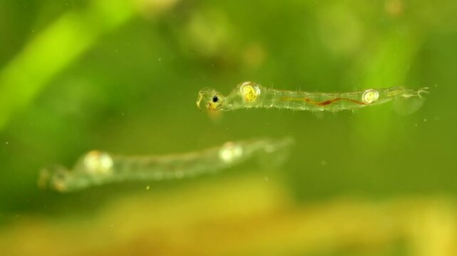 Phantom Midge larva (Chaoborus sp.) underwater in a pond, drifting backwards to the right, drifting across frame, macro close-up.