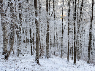 winter snow forest landscape. winter background. winter aesthetic. snowy background. Christmas atmosphere