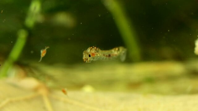 Phantom Midge larva (Chaoborus sp.) underwater in a pond, drifting and rotating slowly, macro close-up with copepod tempting fate.