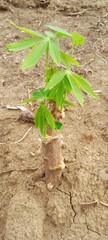 Young cassava plants (manihot esculenta) with short shoots