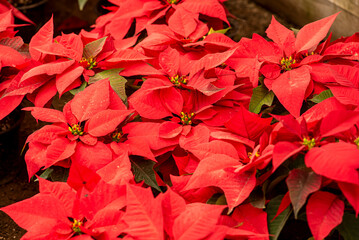 flor de noche buena, plantas, rojo, navidad, flor, fábrica, pote, florecer, naturaleza, rosa, flor, hojas, florecer, aislada, flor de pascua, decoraciones