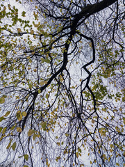Leith Links Park, Edinburgh, Scotland