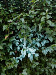 Leith Links Park, Edinburgh, Scotland