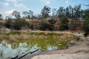 presa bosque del centinela, patos, acuático, río, naturaleza, lago, paisaje, árbol, animal,...