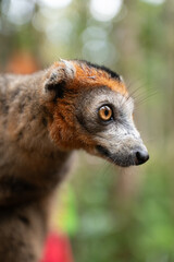 a potrait of a lemur