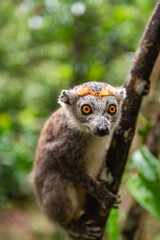 ring lemur