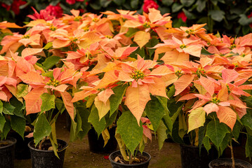 flor de noche buena, plantas, rojo, navidad, flor, fábrica, pote, florecer, naturaleza, rosa, flor, hojas, florecer, aislada, flor de pascua, decoraciones