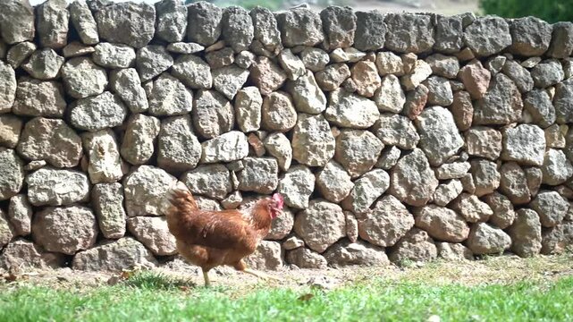 Gallina en finca